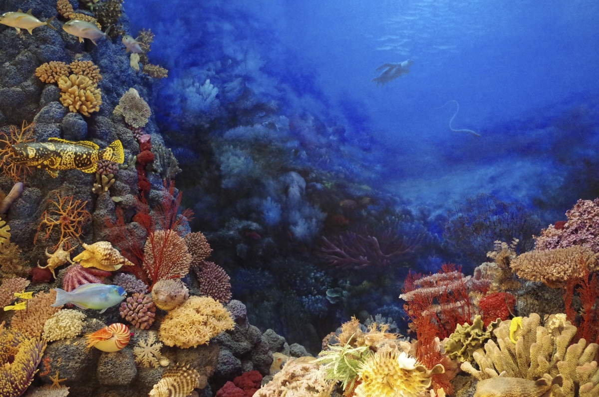 A Wave Of Protection For The Deep Sea