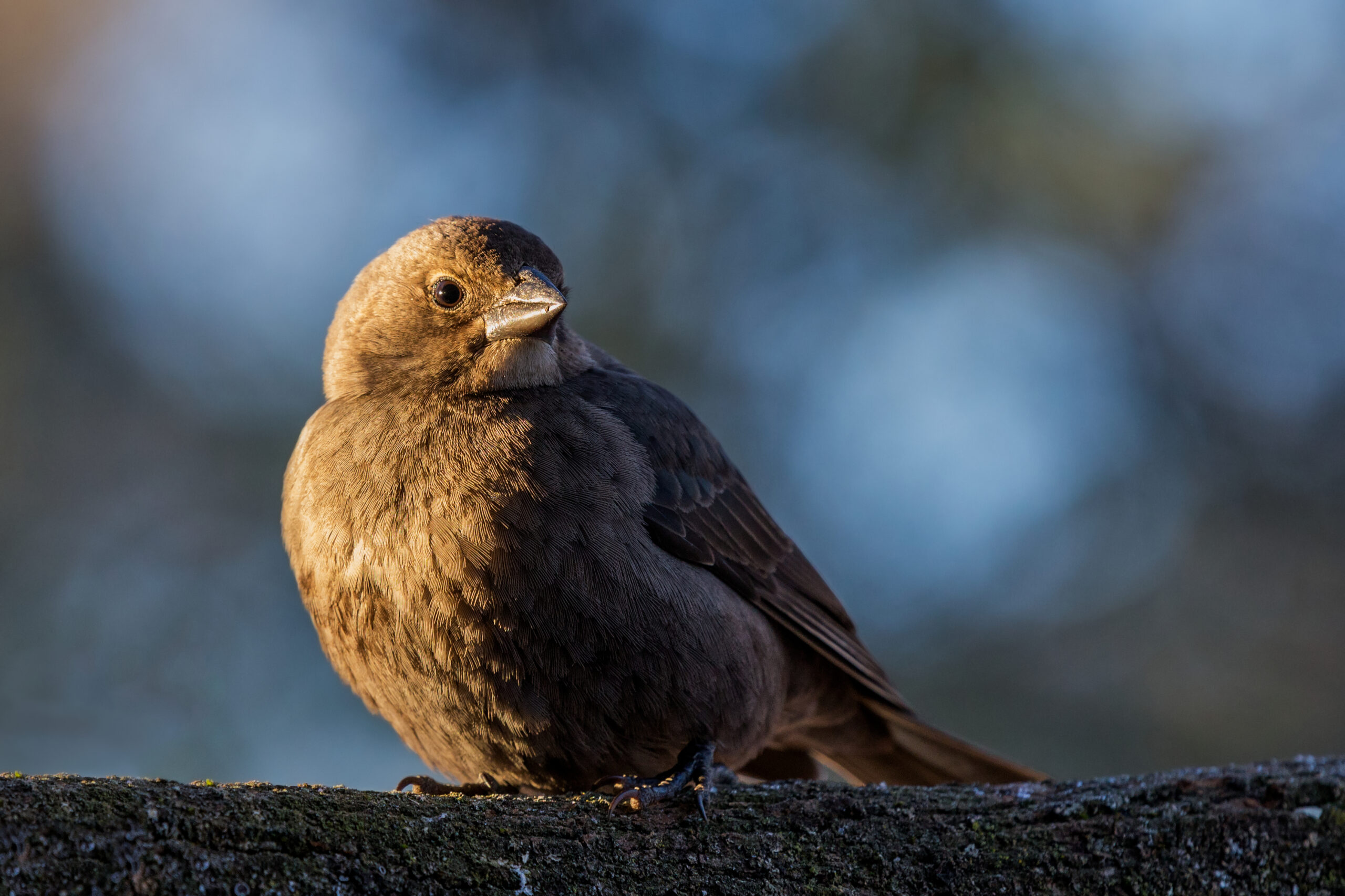 Racketeers of the Bird World: The Ecological Impact of the Brown-headed Cowbird