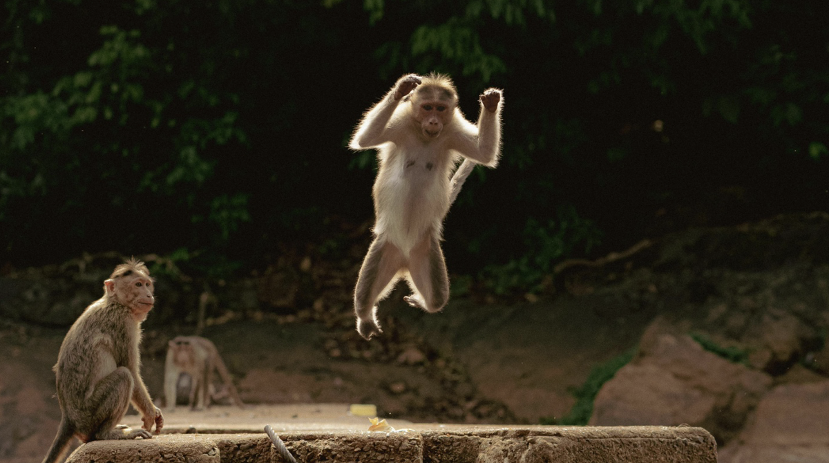 Primate Personhood? PETA v. NIMH and the Future of Expanding Legal Protections for Primates